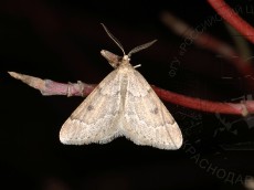 Theria crypta_имаго_самец 4